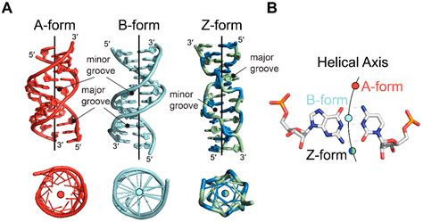 Special Issue: A, B and Z: The Structure, Function and Genetics .
